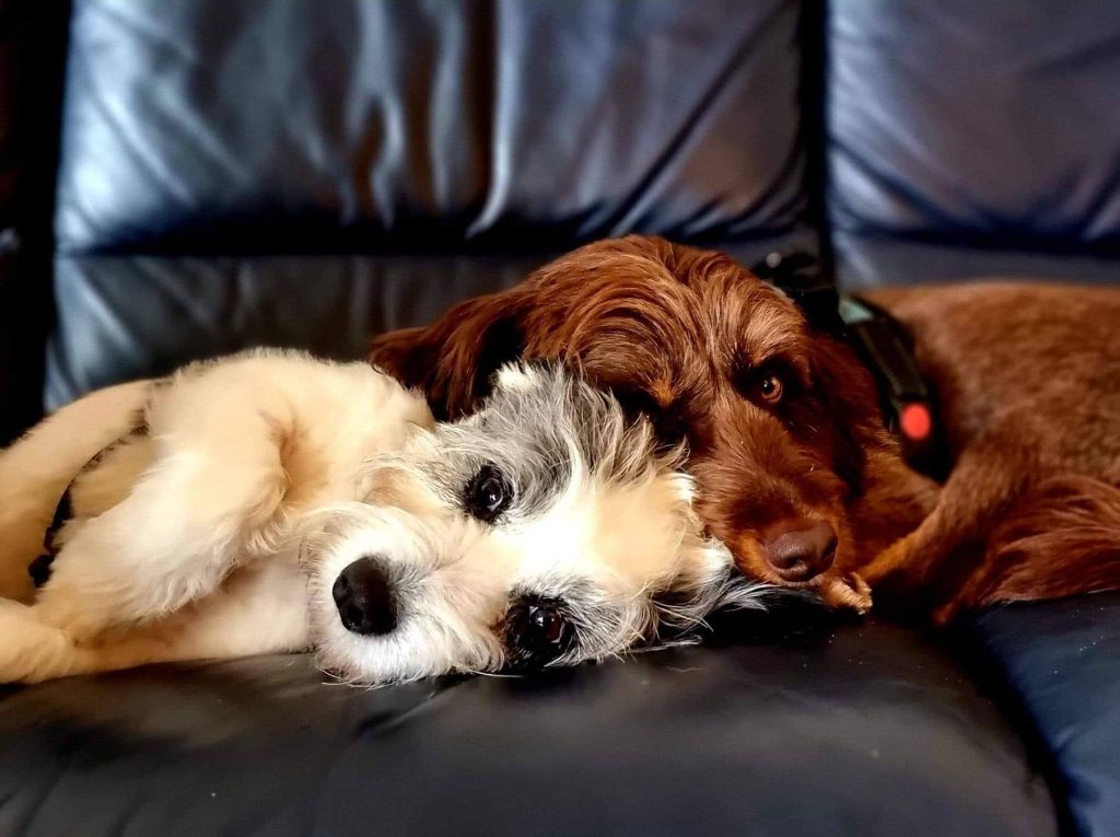 Meet Marni and Chester my 2 rescues from Bulgaria